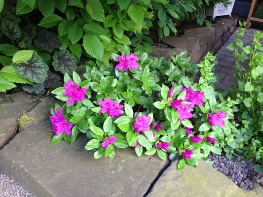 Zwerg Rhododendron, Rhododendron impeditum 'Moerheimii'