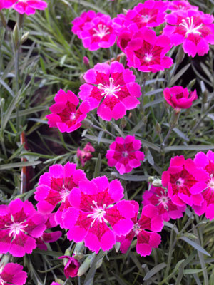 Duftende Polsternelke, Dianthus gratianopolitanus
