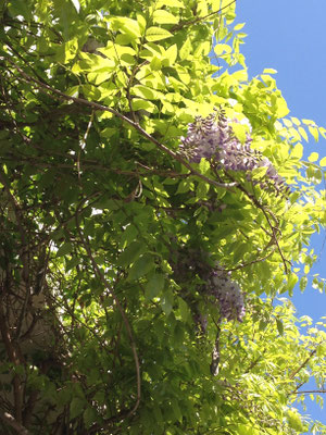 Blauregen, Wisteria floribunda