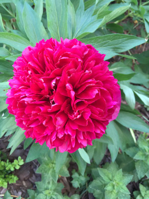 Pfingstrose, Paeonia officinalis 'Rubra Plena'