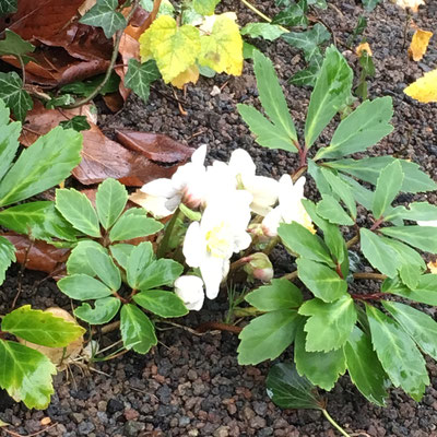 Christrose, Helleborus niger