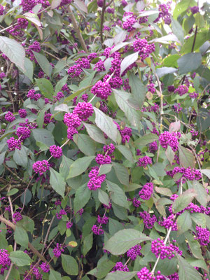 Liebesperlenstrauch, Callicarpa giraldii