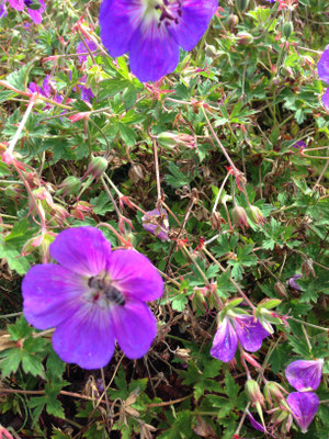 Storchenschnabel, Geranium pratense Hypride 'Johnson Blue'