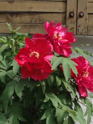 Pfingstrose, Paeonia lactiflora Hybride