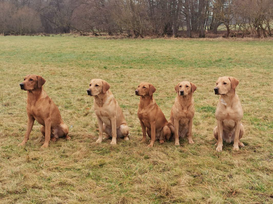 von links nach rechts: Cooper, Moon, Hazel, Leesha, Flynn