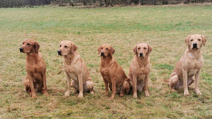 von links nach rechts: Cooper, Moon, Hazel, Leesha, Flynn