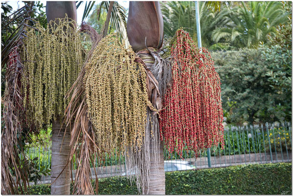 Dim 28 sept matin Jardin tropical Monte Palace