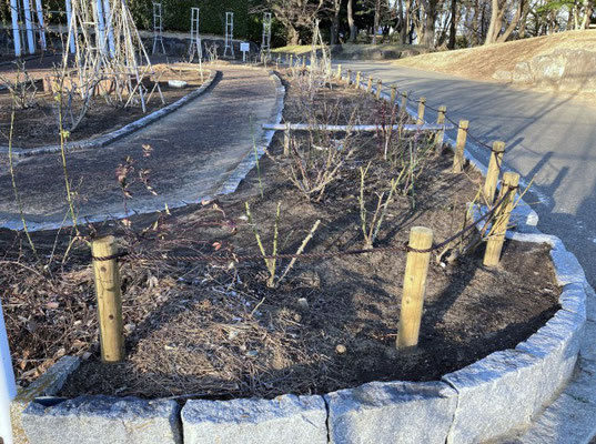 平塚市総合公園 南バラ園　アーチ部分からこちらの花壇の竹棒の柵の手前まで株式会社たくしょくグリーン」さんがバラの品種を選び、手入れを続けてくださっています　2021年2月16日