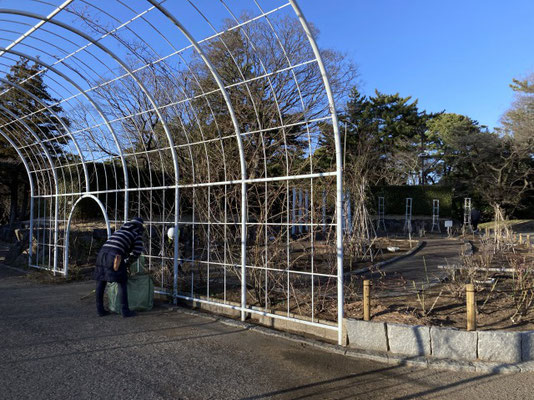 平塚市総合公園 南側バラ園 中央のアーチ 手入れが済み片付け中の株式会社たくしょくグリーンのお二方　2021年2月16日