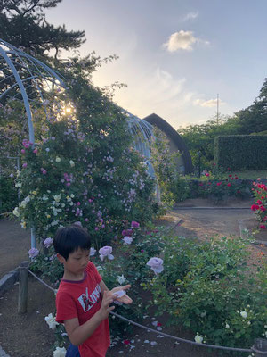 平塚市総合公園 南側バラ園アーチとそれに続く花壇　2019年5月　写真提供；株式会社 たくしょくグリーン