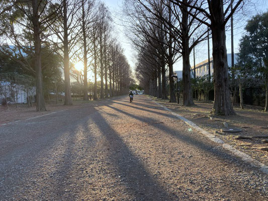 平塚市総合公園 メタセコイアの並木  2021年2月16日