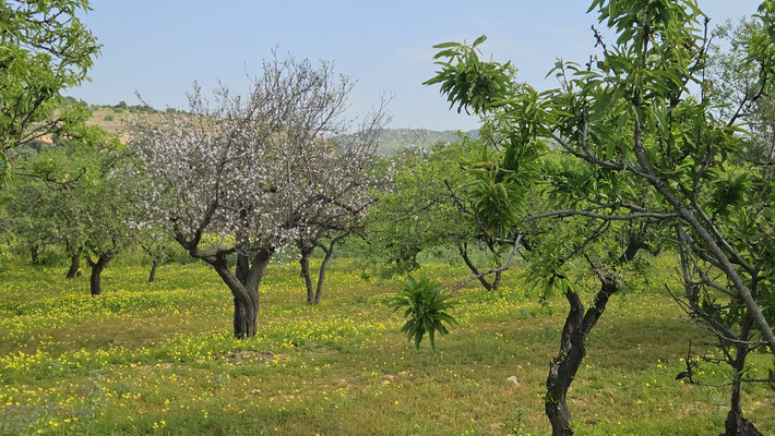 Mandelblüten im Tal der Tempel