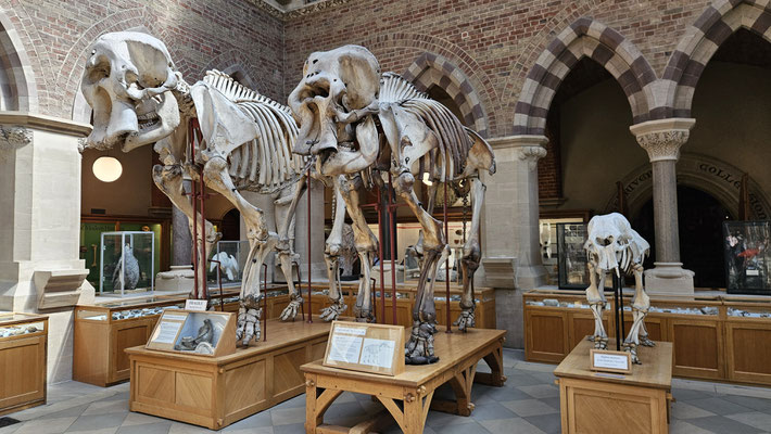 Oxford Naturkundemuseum