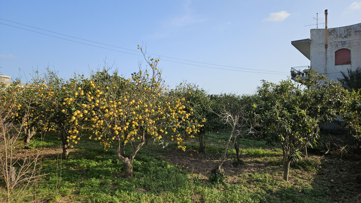 Zitronen