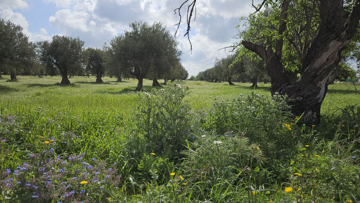 Sizlien im Frühling ist grün