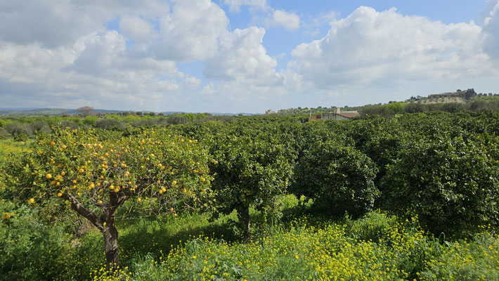Zitronen