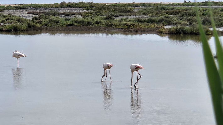 Noch mehr Camargue