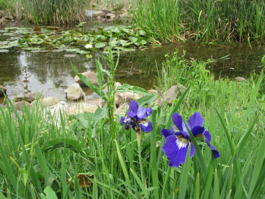 Blumen 2016