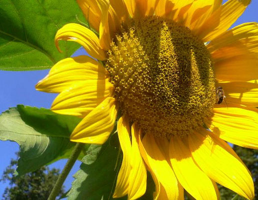 Sonnenblume 2016