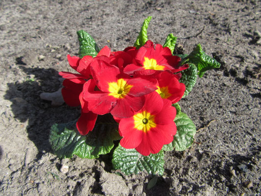 Blumen im Frühjahr
