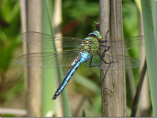 Libelle