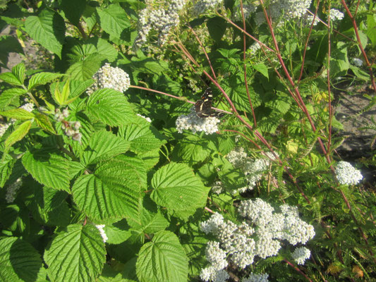 Schmetterling