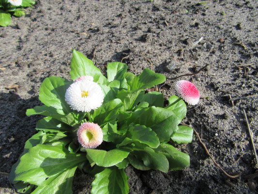 Blumen