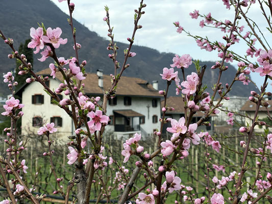 21. März 2020: Pfirsichblüte am Pfannenstielhof