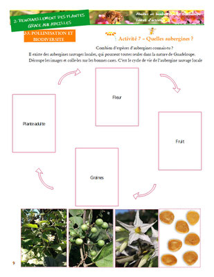 Extraits du livret d'activités  (pour les enfants) "Abeilles et biodiversité en Guadeloupe"
