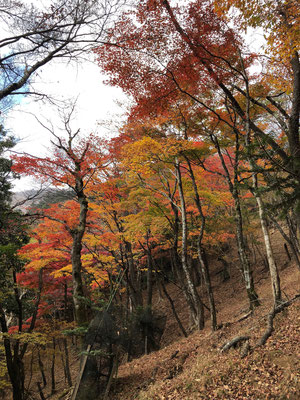 下りは紅葉が進んでます