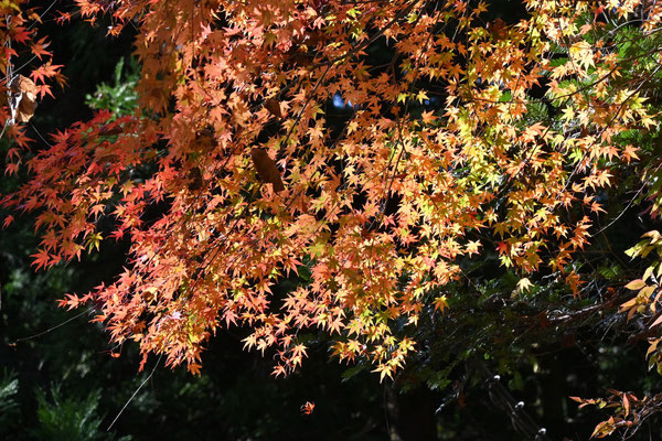 紅葉もまだまだ残っています