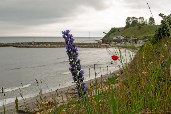 Blick auf den kleinen Hafen von Käseberga. Foto: Kai-Uwe Ruf