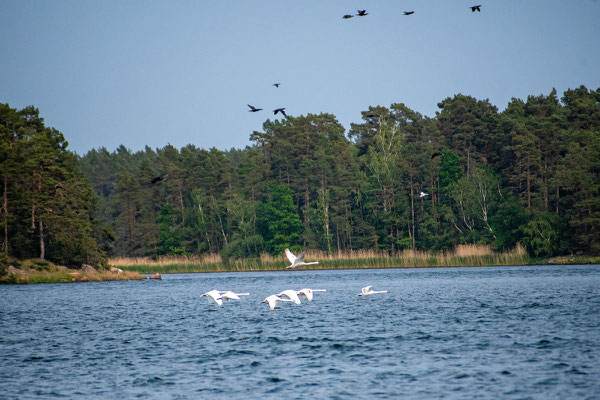 Eine Gruppe Schwäne schwebt im Tiefflug über das Wasser. Über ihnen zieht ein Schwarm Kormorane hinweg. Foto: Kai-Uwe Ruf