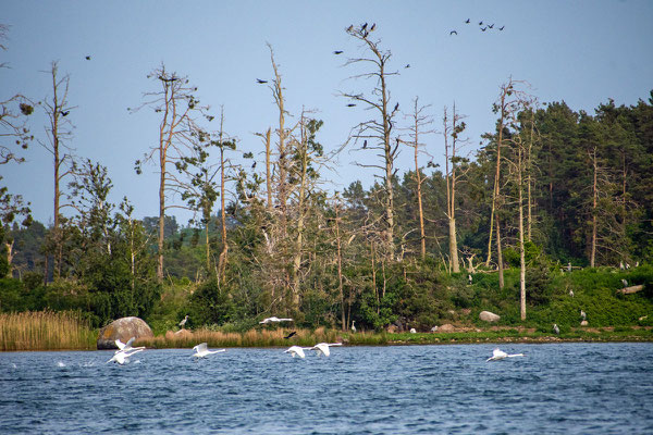 Buntes Treiben im Schärengarten: Auf einer Insel ragen die Brutbäume der Kormorane kahl in die Höhe. Am Ufer stehen zahlreiche Graureiher. Vor der Insel fleigt ein Schwarm Schwäne vorbei. Foto: Kai-Uwe Ruf