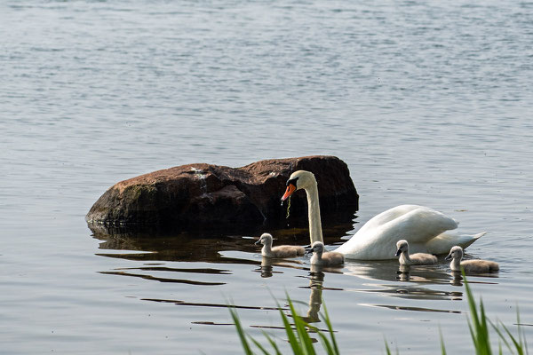 Ein Schwan beim Ausflug mit frisch geschlüpften Jungtieren. Foto: Kai-Uwe Ruf