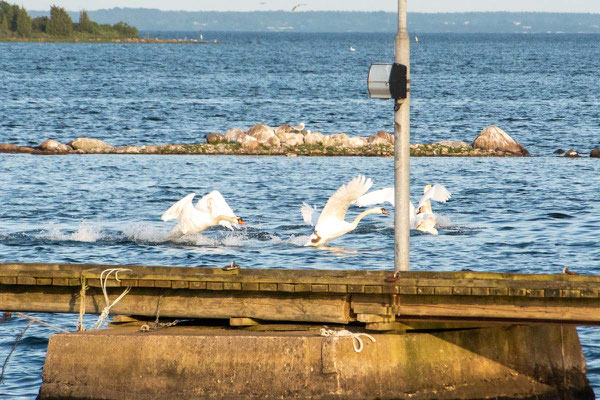 Der Zoff geht weiter, bis ein Schwan seinen Konkurrenten vertrieben hat. Foto: Kai-Uwe Ruf