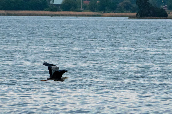 Ein Graureiher tief über dem Wasser. Foto: Kai-Uwe Ruf