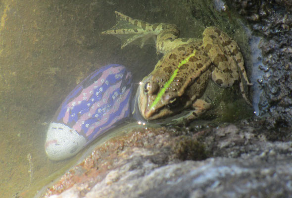 Frosch