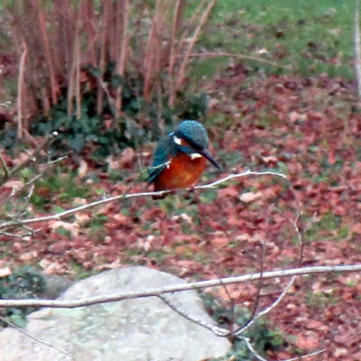 vom Eisvogel