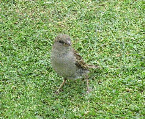 Spatz von Fehmarn