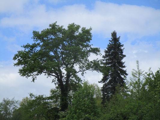 Oberaul