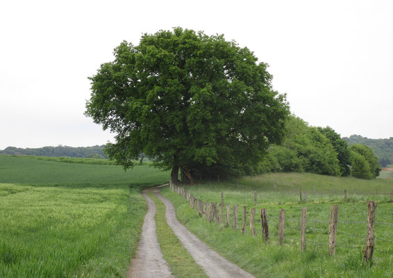 fotografiert beim Montagsspaziergang