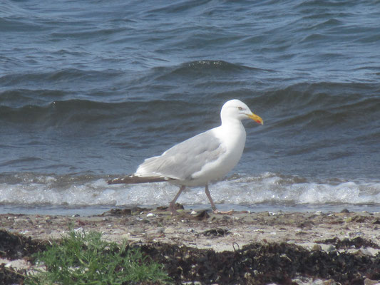 Möwe auf Fehmarn