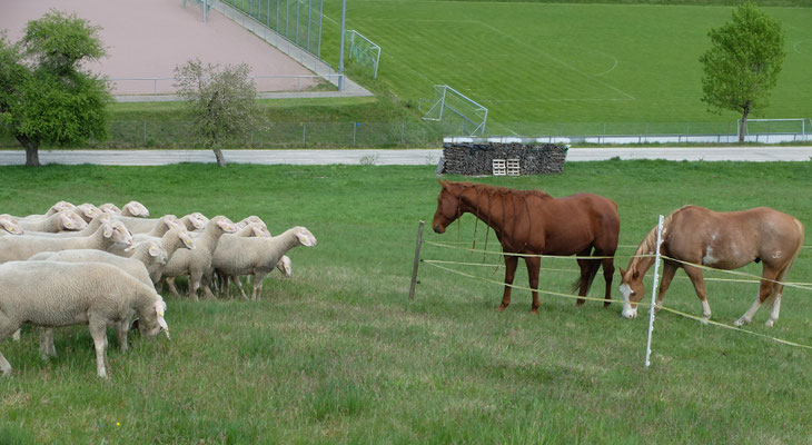Schafe und Pferde im Spessart