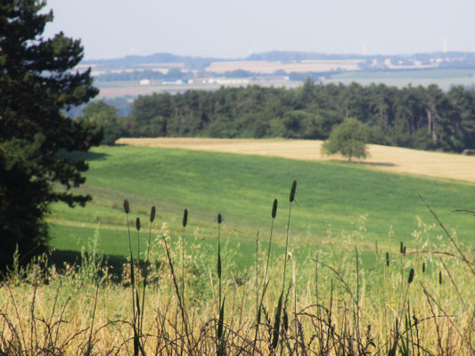Landschaft hinter Reicholzheim