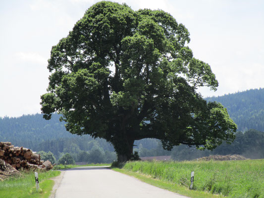 unterwegs auf meiner Autowallfahrt