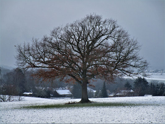 Lückert im Winter