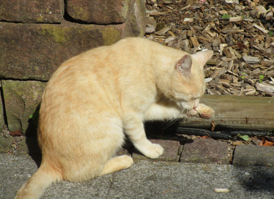 Willi im Schwarzwald