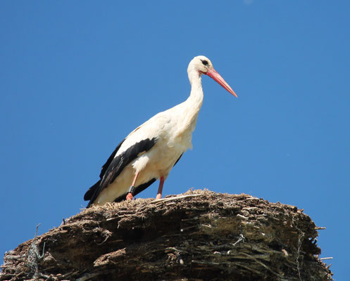 Storch