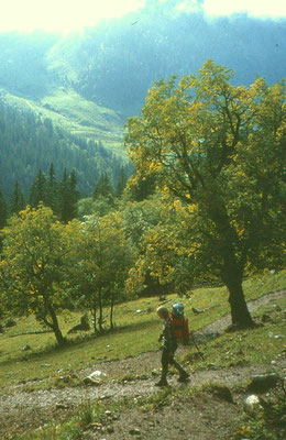 großer Ahornboden im Karwendel 1980